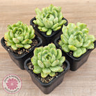 Echeveria 'Ice Angel' Variegated