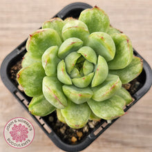 Load image into Gallery viewer, Echeveria &#39;Ice Angel&#39; Variegated
