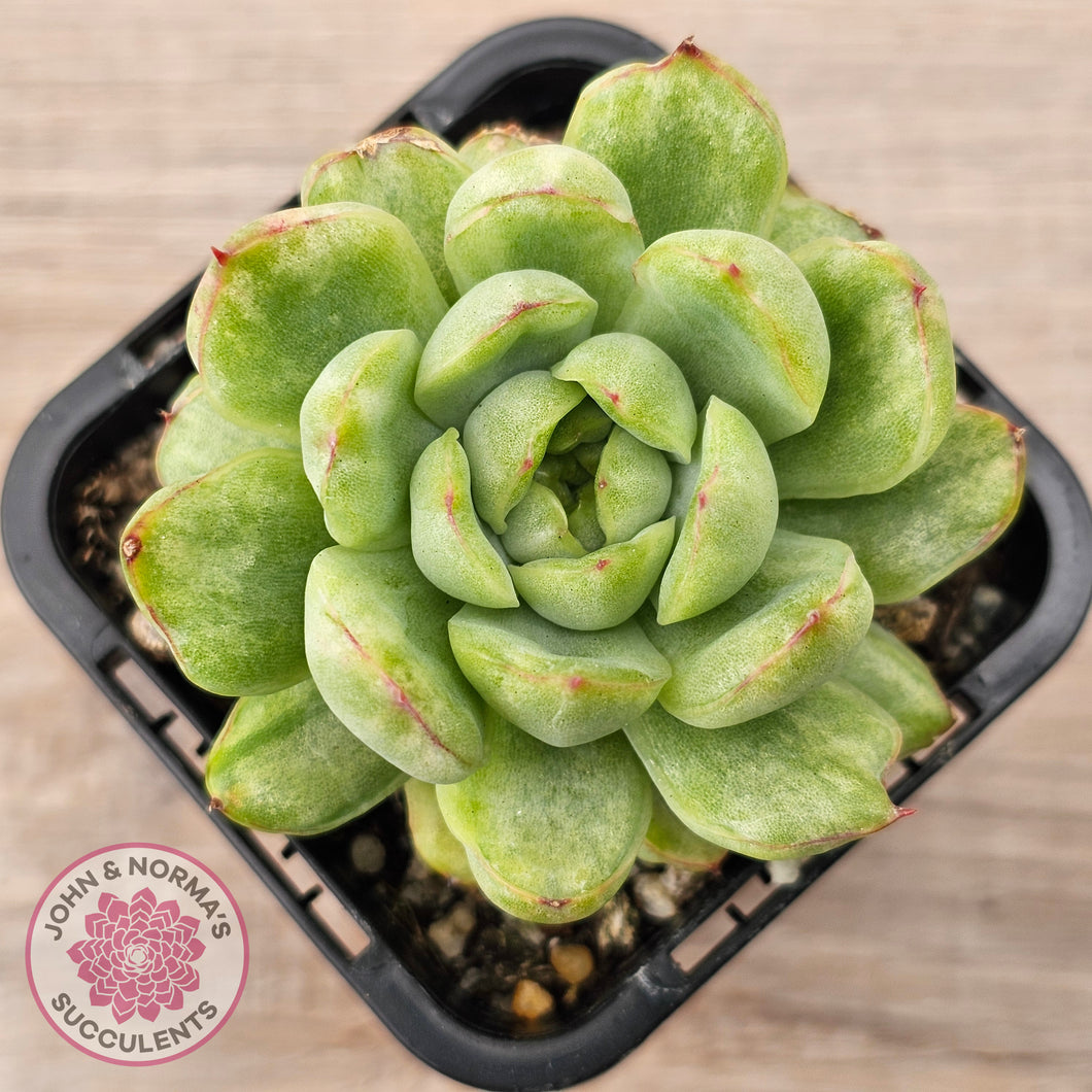 Echeveria 'Ice Angel' Variegated