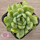 Echeveria 'Ice Angel' Variegated