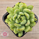 Echeveria 'Ice Angel' Variegated