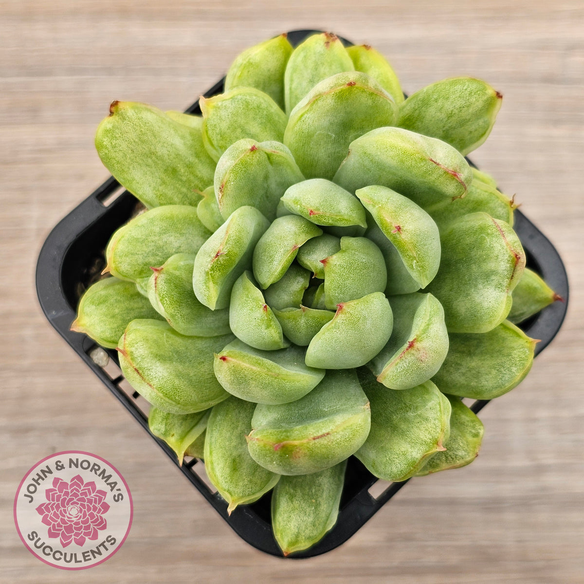 Echeveria 'Ice Angel' Variegated