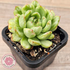 Echeveria 'Ice Angel' Variegated