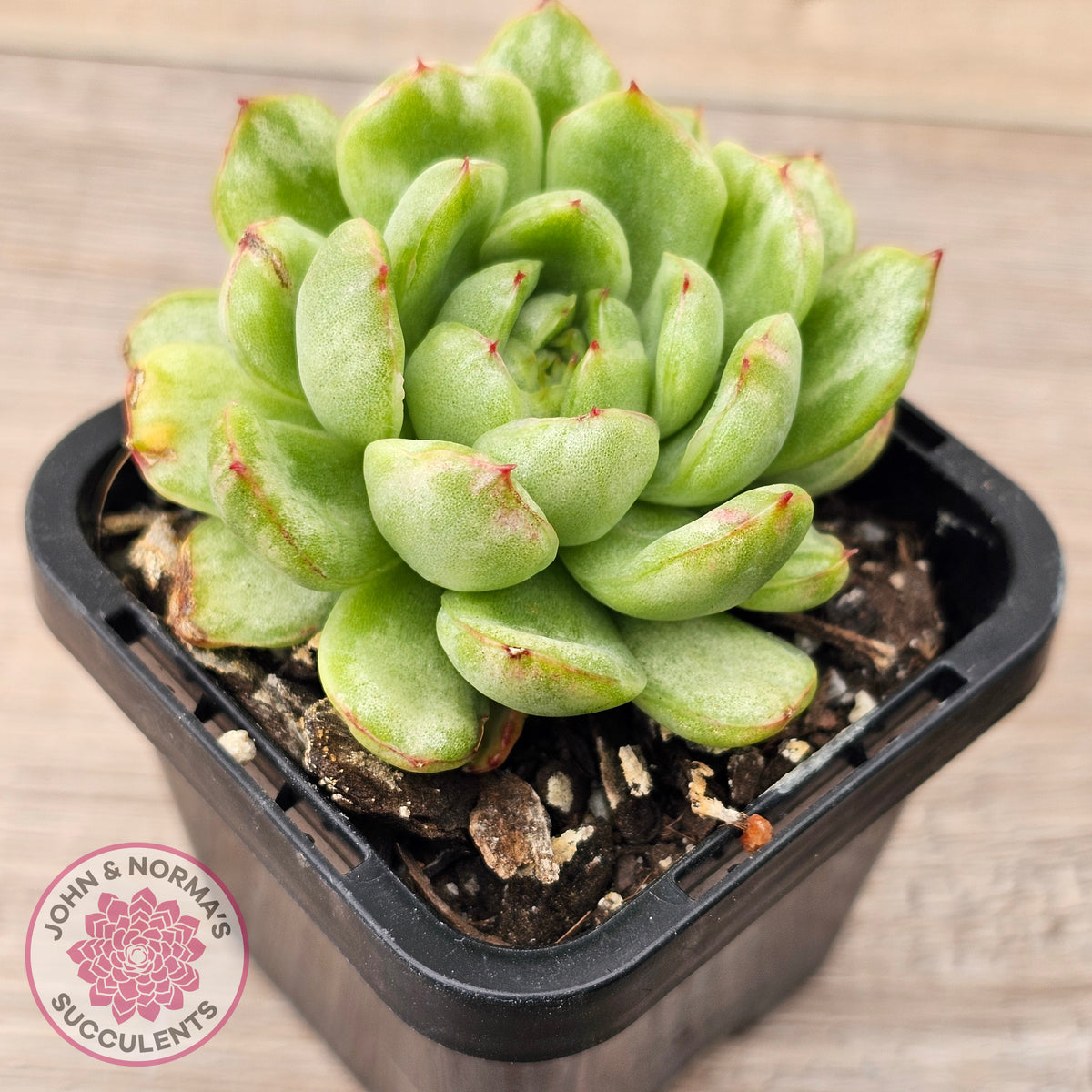 Echeveria 'Ice Angel' Variegated