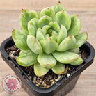 Echeveria 'Ice Angel' Variegated