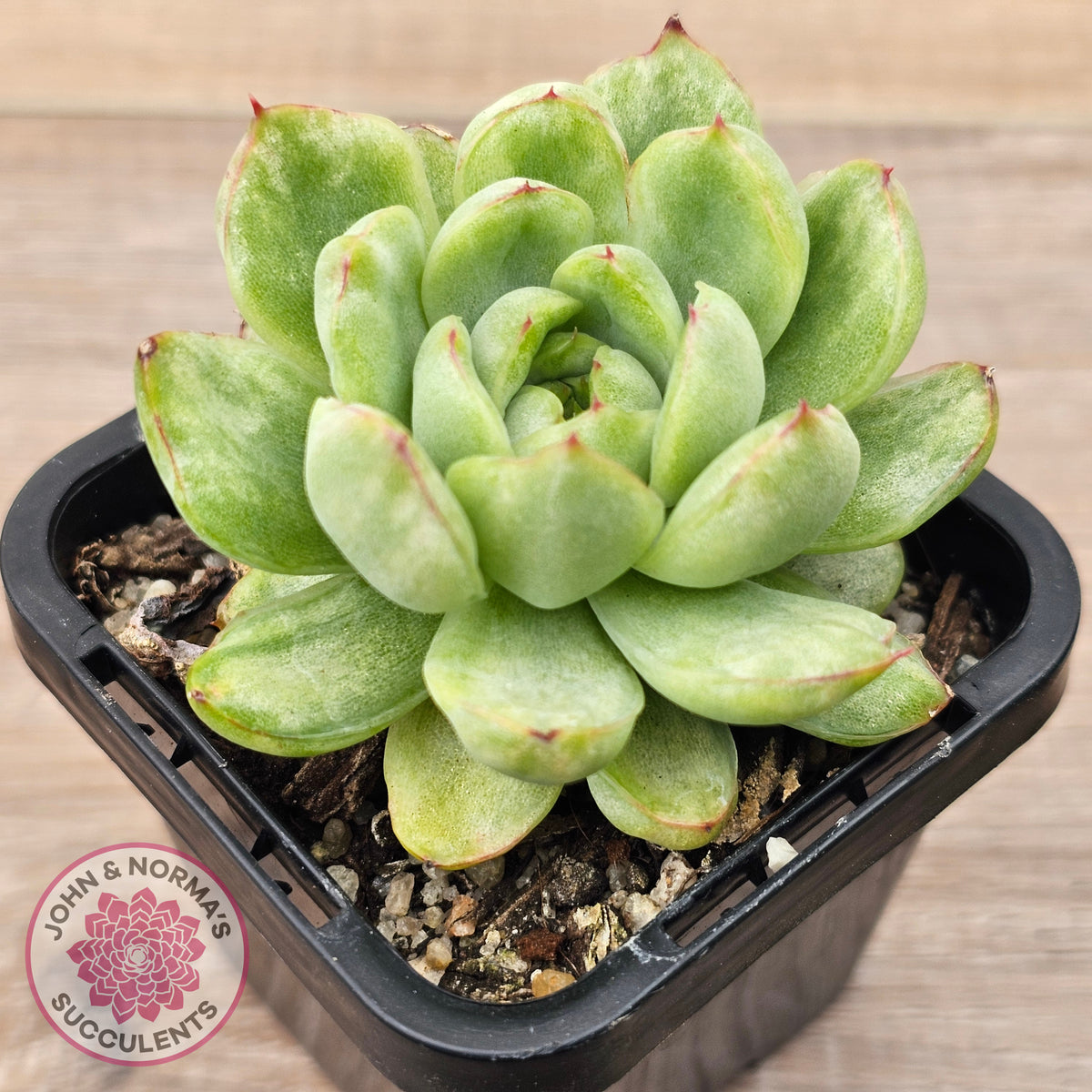 Echeveria 'Ice Angel' Variegated