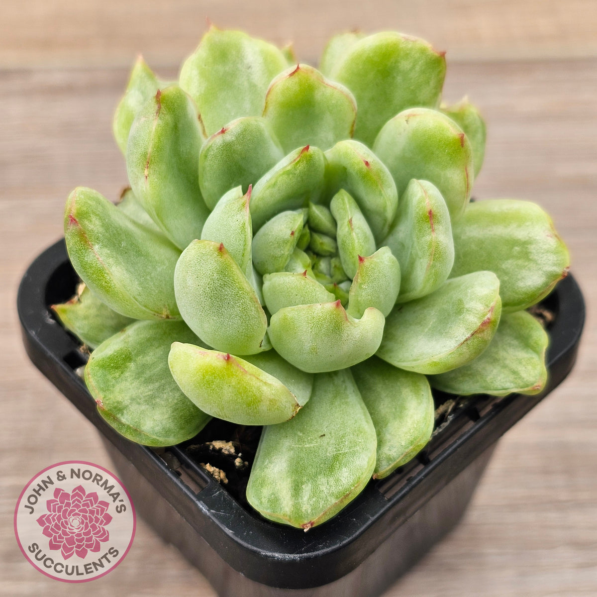 Echeveria 'Ice Angel' Variegated