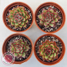 Echeveria 'Ice Black Tea'