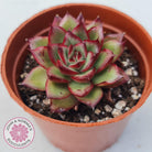 Echeveria 'Ice Black Tea'