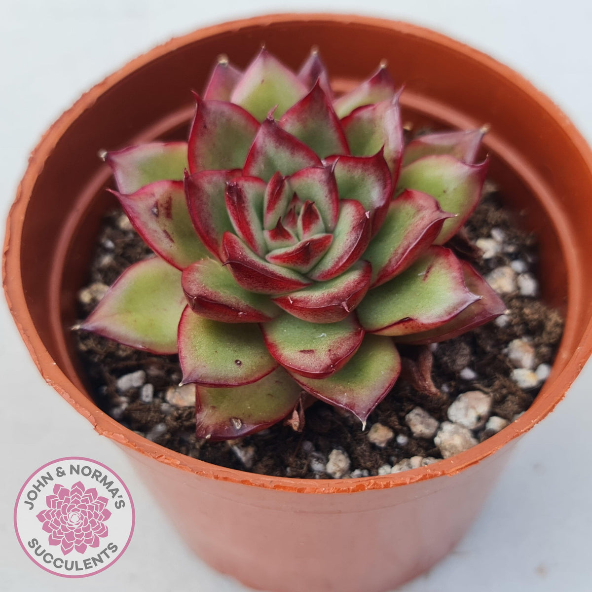 Echeveria 'Ice Black Tea'