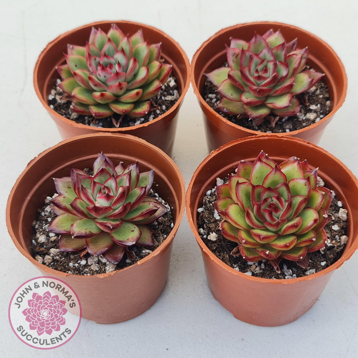 Echeveria 'Ice Black Tea'