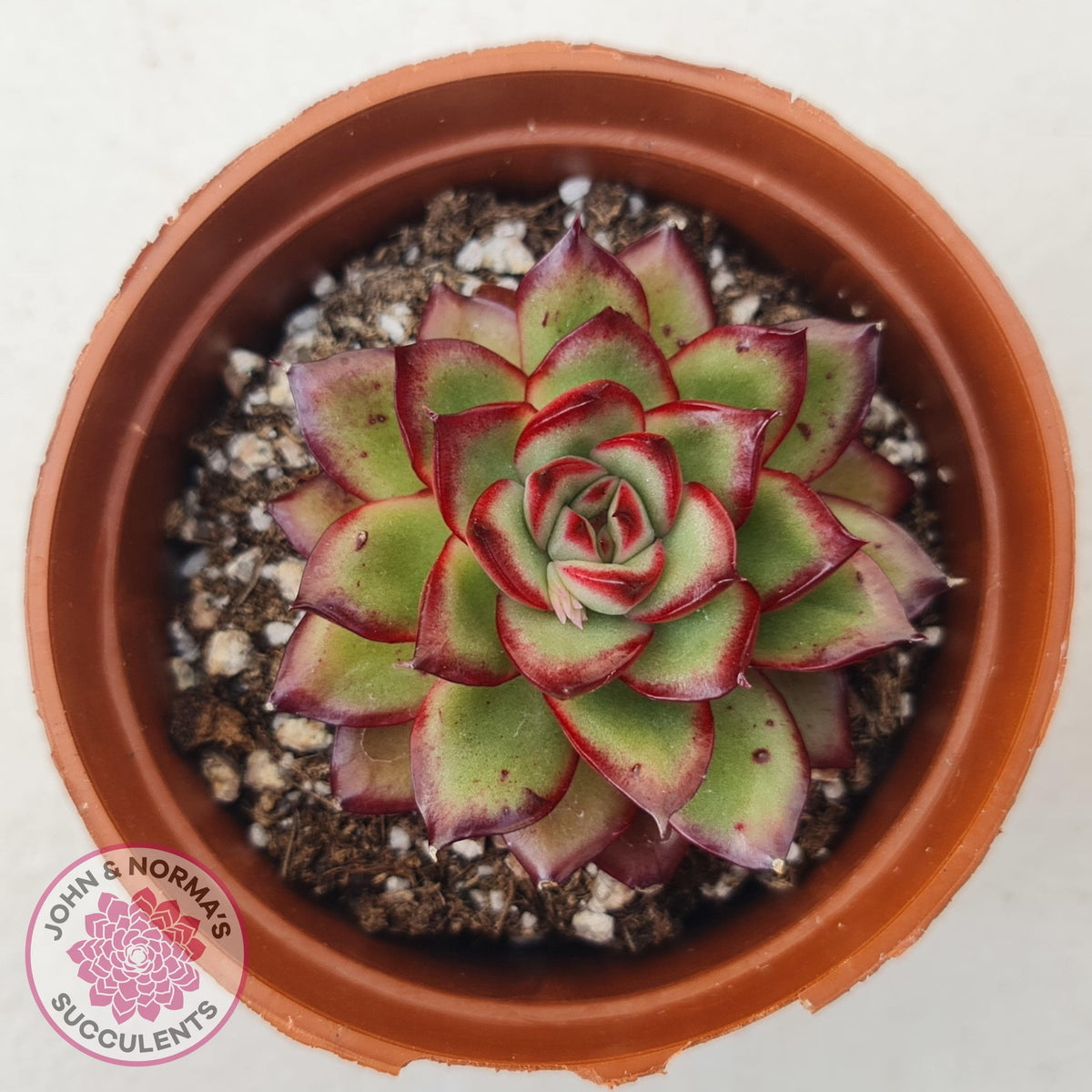 Echeveria 'Ice Black Tea'