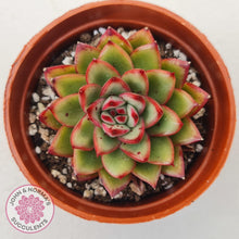 Load image into Gallery viewer, Echeveria &#39;Ice Black Tea&#39; - John &amp; Norma&#39;s Succulents Australia
