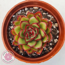 Load image into Gallery viewer, Echeveria &#39;Ice Black Tea&#39; - John &amp; Norma&#39;s Succulents Australia
