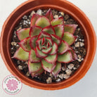 Echeveria 'Ice Black Tea'