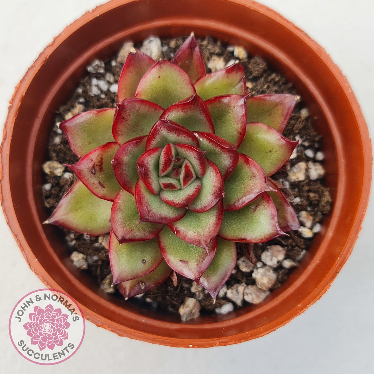 Echeveria 'Ice Black Tea'