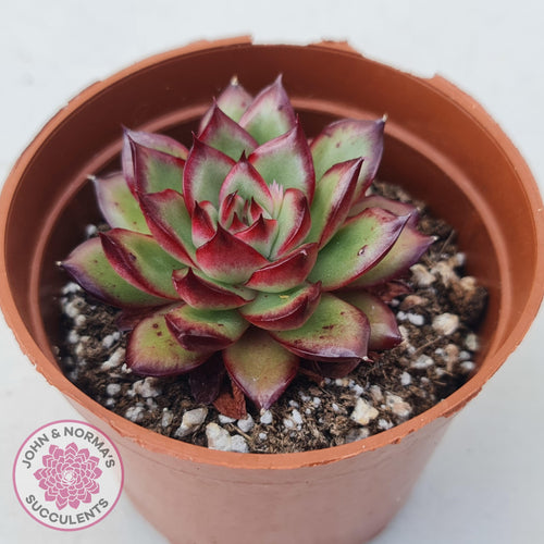 Echeveria 'Ice Black Tea' - John & Norma's Succulents Australia