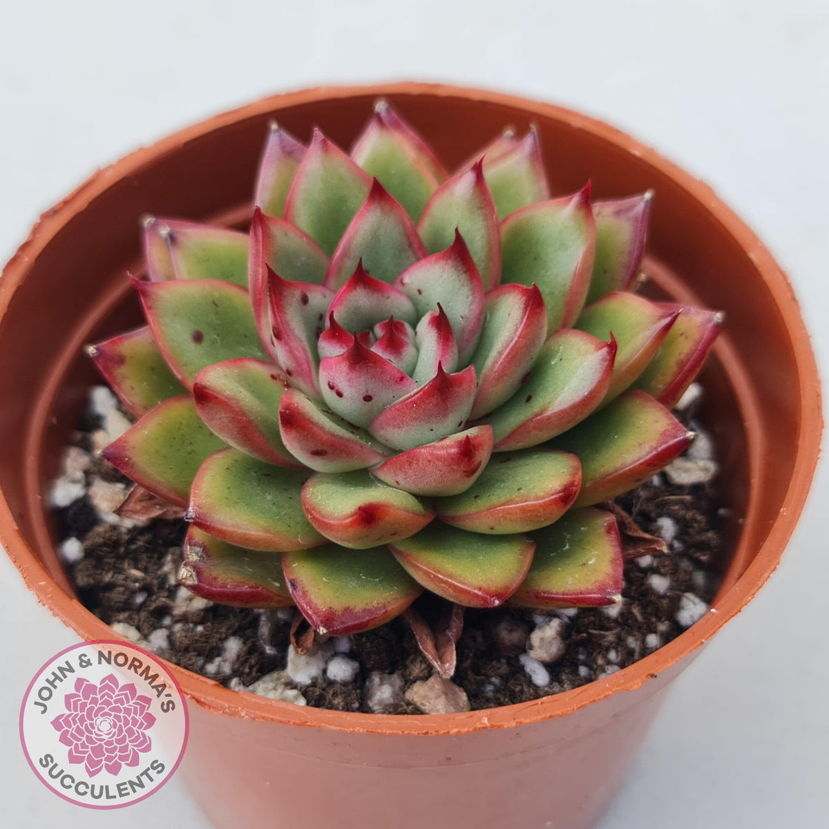 Echeveria 'Ice Black Tea'