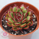 Echeveria 'Ice Black Tea'