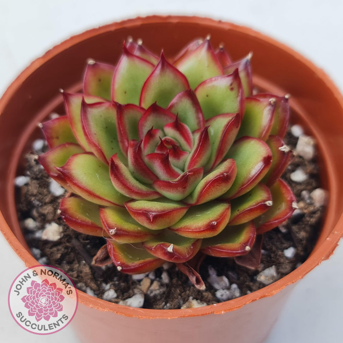 Echeveria 'Ice Black Tea'