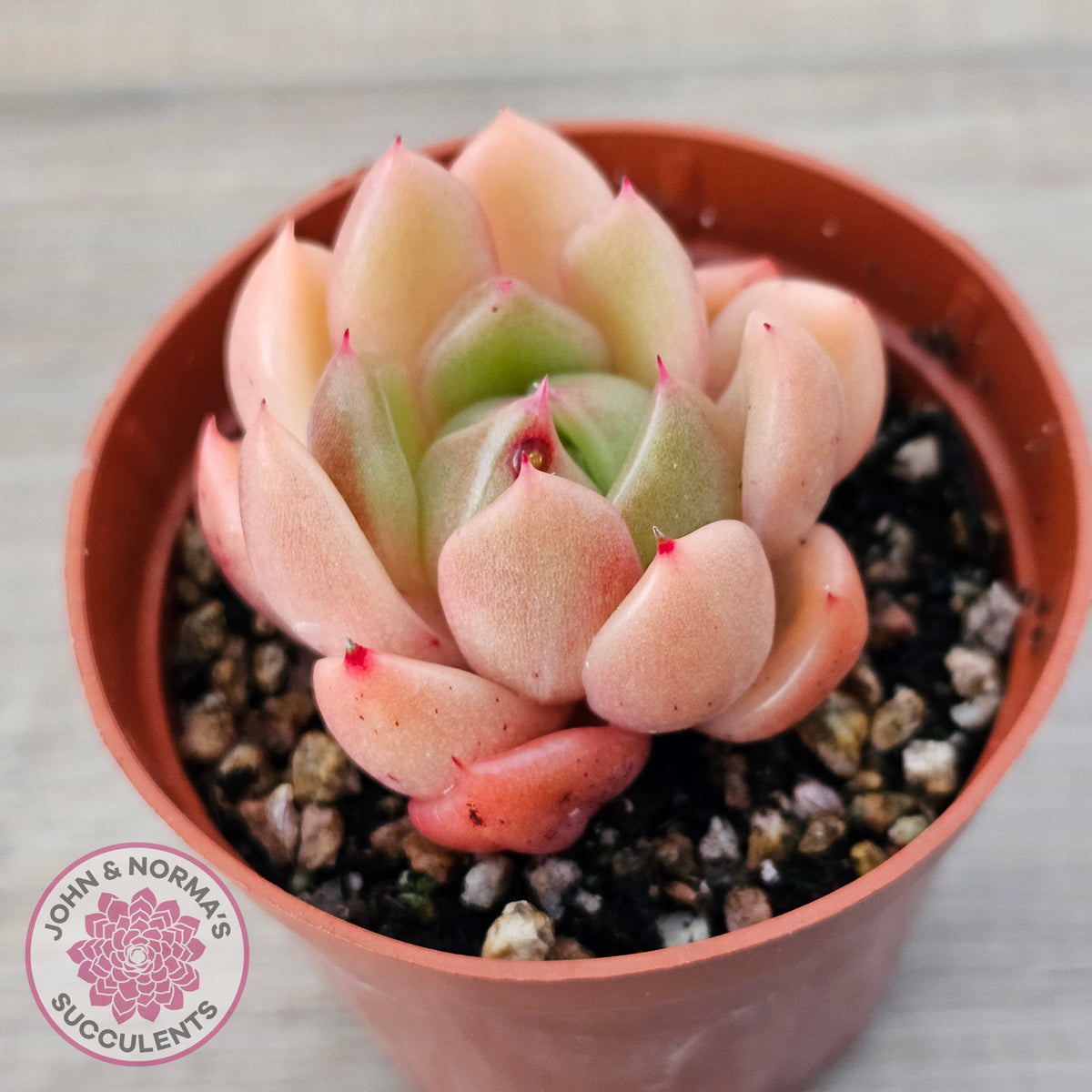 Echeveria 'Ice City'