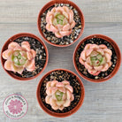 Echeveria 'Ice City'