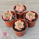 Echeveria 'Ice City'