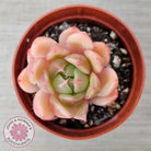 Echeveria 'Ice City'