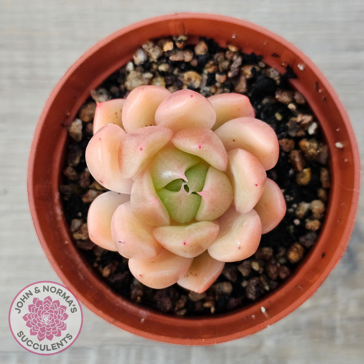 Echeveria 'Ice City'