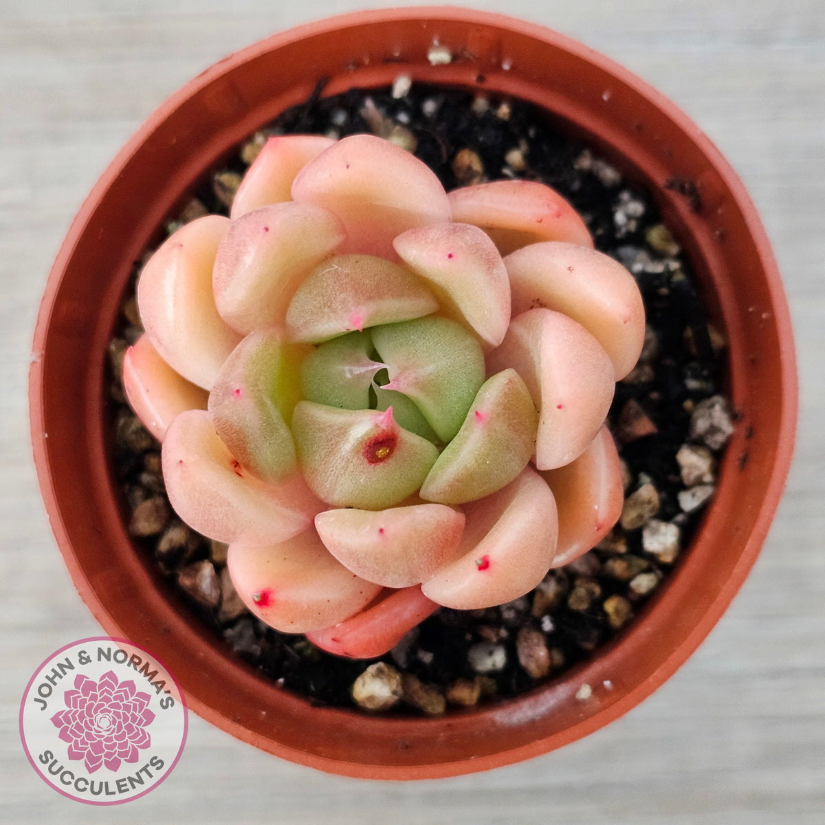 Echeveria 'Ice City'