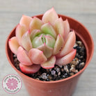 Echeveria 'Ice City'