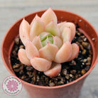 Echeveria 'Ice City'