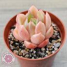 Echeveria 'Ice City'
