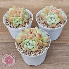 Load image into Gallery viewer, Echeveria Ice Green (multi)
