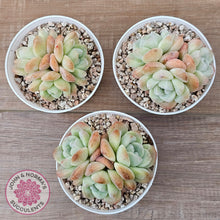 Load image into Gallery viewer, Echeveria Ice Green (multi)
