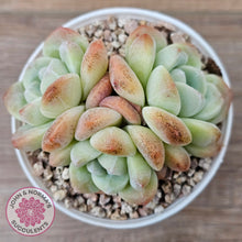 Load image into Gallery viewer, Echeveria Ice Green (multi)
