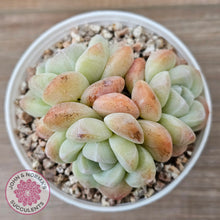 Load image into Gallery viewer, Echeveria Ice Green (multi)
