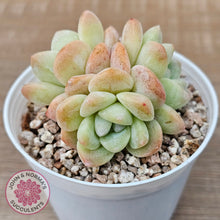 Load image into Gallery viewer, Echeveria Ice Green (multi)
