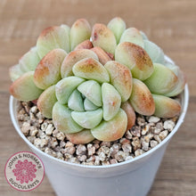 Load image into Gallery viewer, Echeveria Ice Green (multi)
