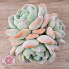 Echeveria 'Ice Green'