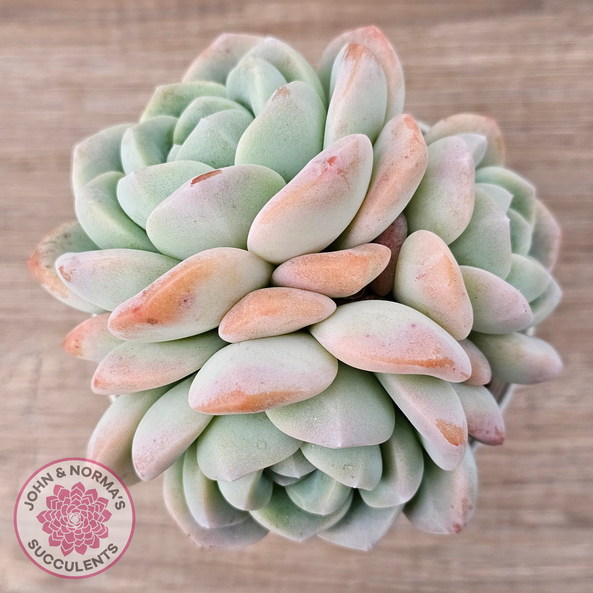 Echeveria 'Ice Green'