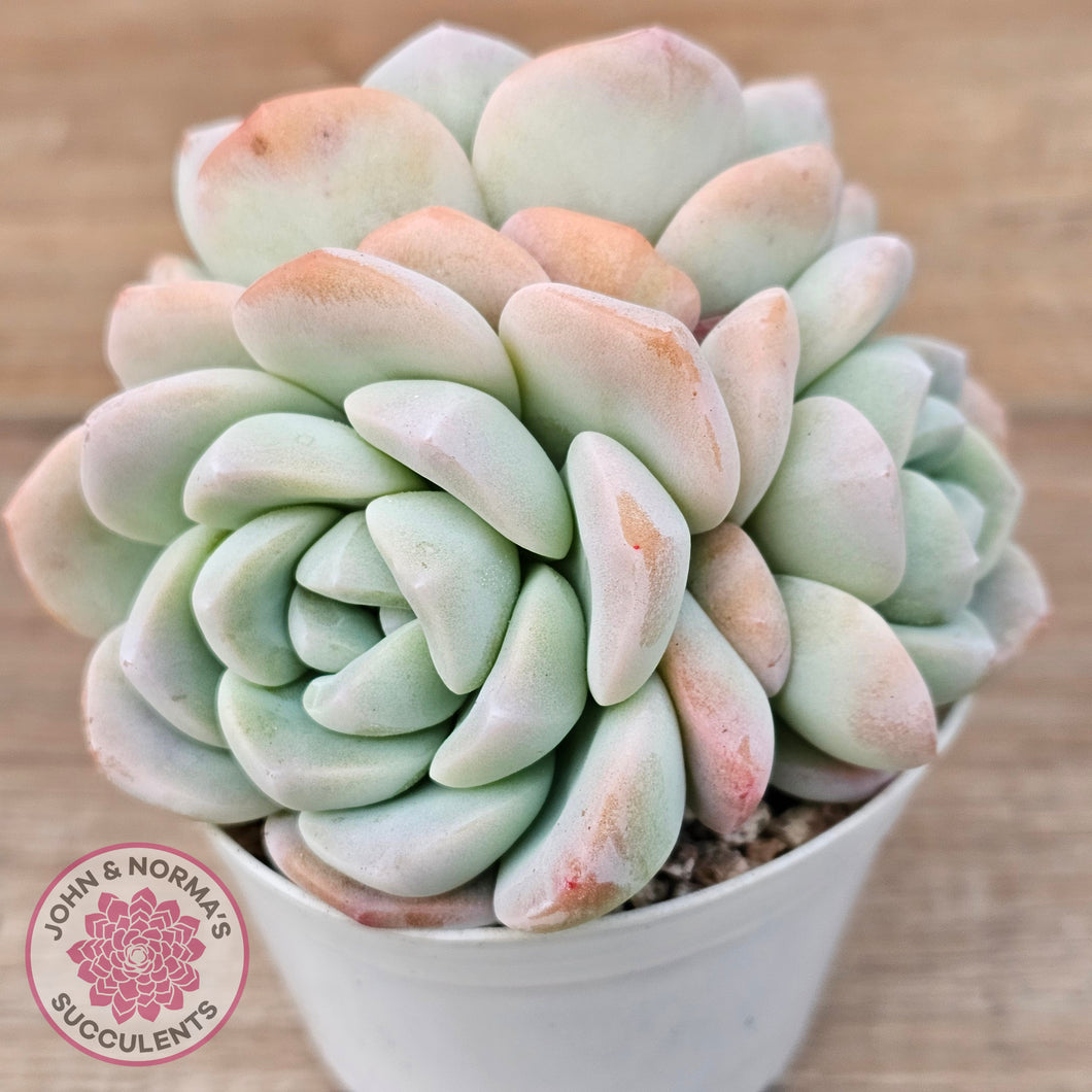 Echeveria Ice Green (multi)