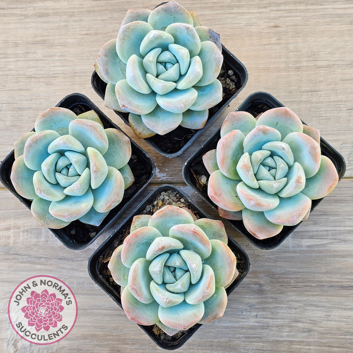 Echeveria 'Ice Green'