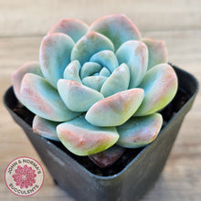 Load image into Gallery viewer, Echeveria 'Ice Green'
