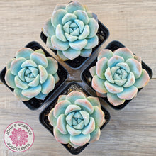 Load image into Gallery viewer, Echeveria 'Ice Green'
