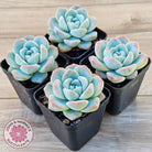 Echeveria 'Ice Green'