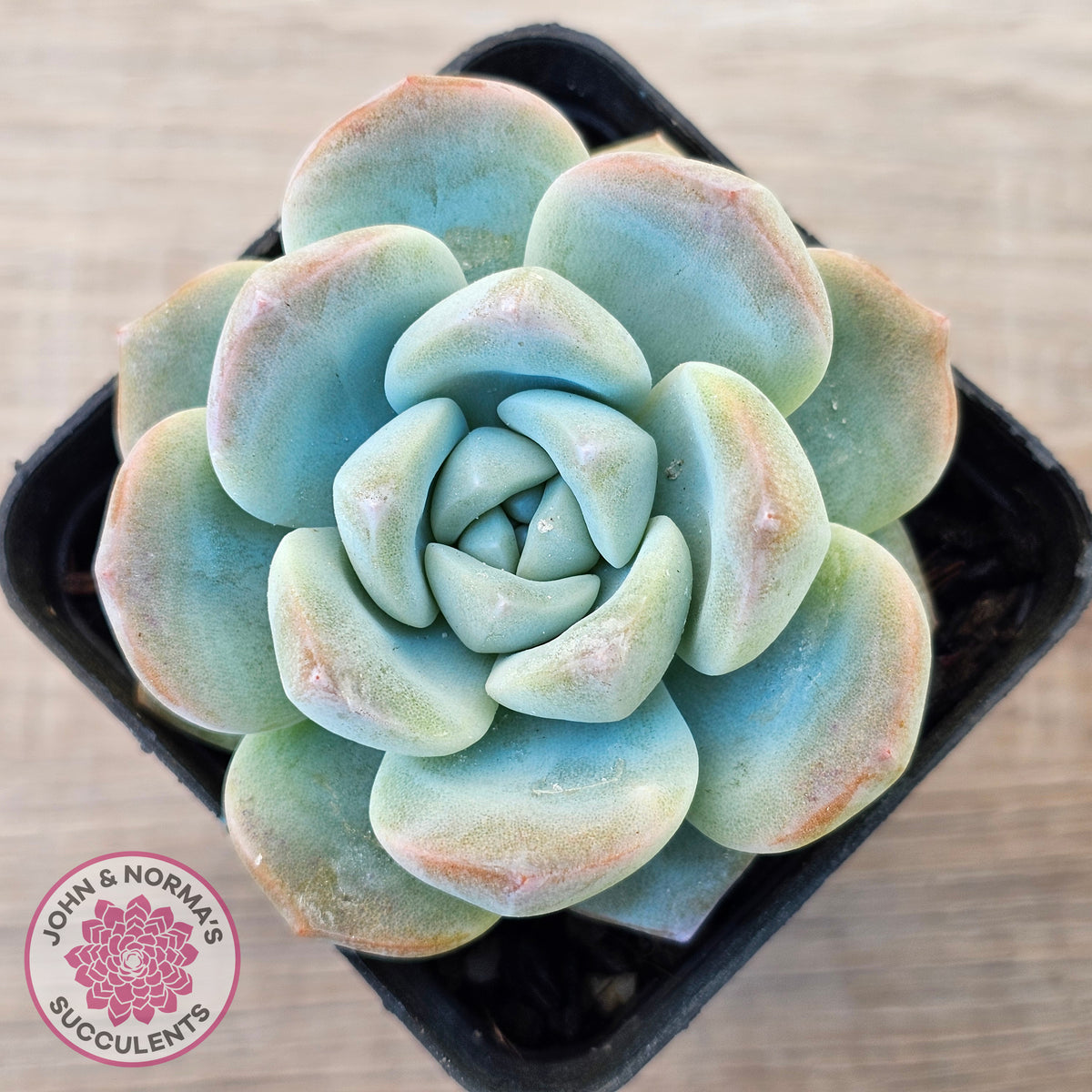 Echeveria 'Ice Green'