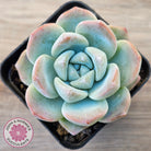 Echeveria 'Ice Green'