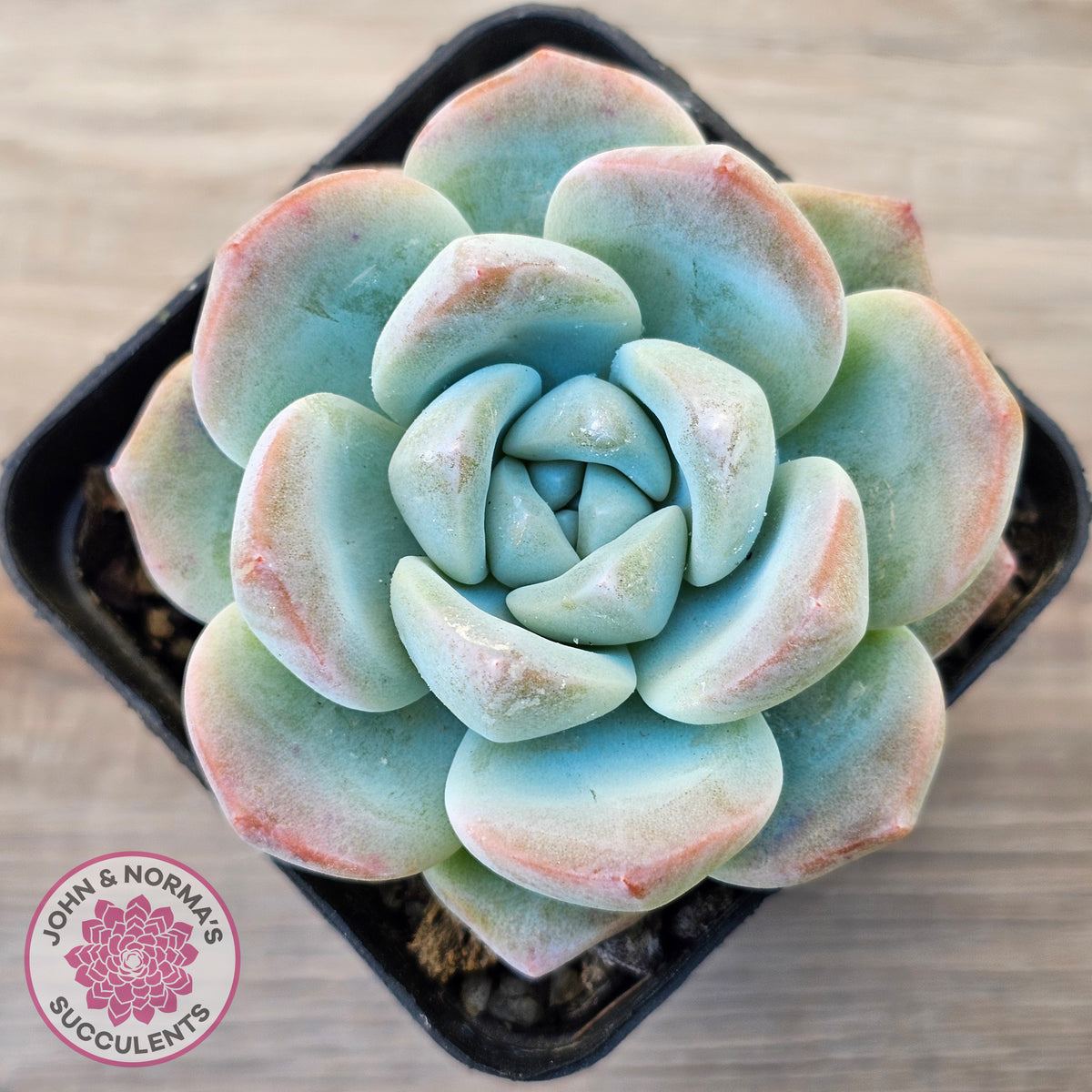 Echeveria 'Ice Green'