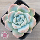 Echeveria 'Ice Green'